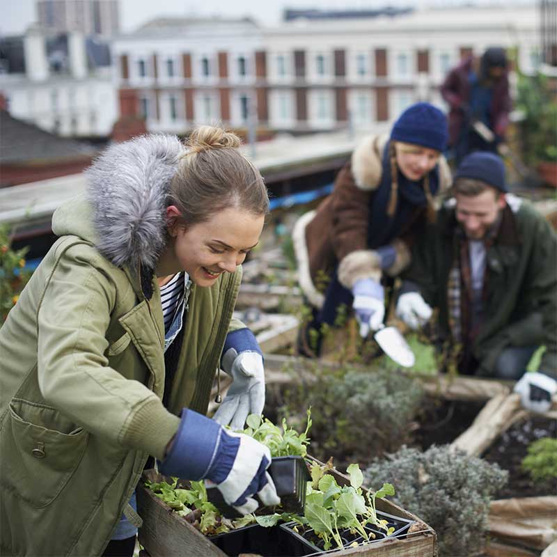 Woman gardening in allotment